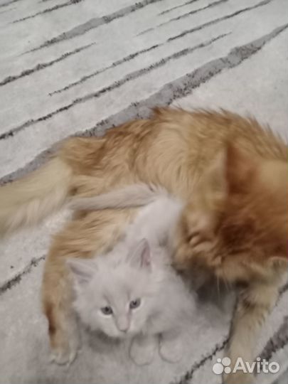 Котята мейн-кун