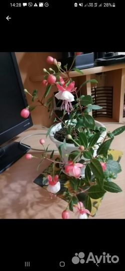 Комнатные цветы