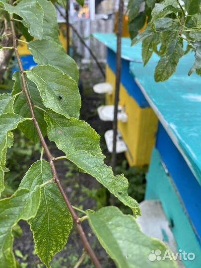 Мед разнотравье 2023 год