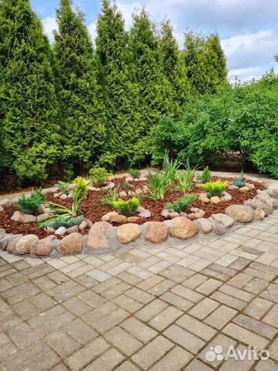 Можжевельник Блю чип