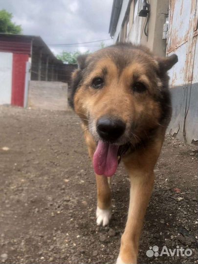 Помощник в приюте для собак