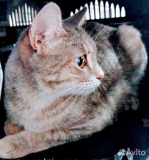 Годовалая Маргаритка ищет дом