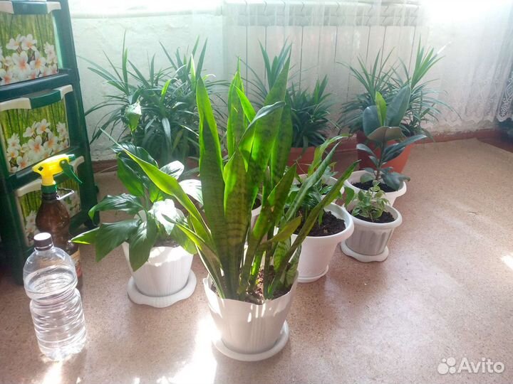 Комнатные растения