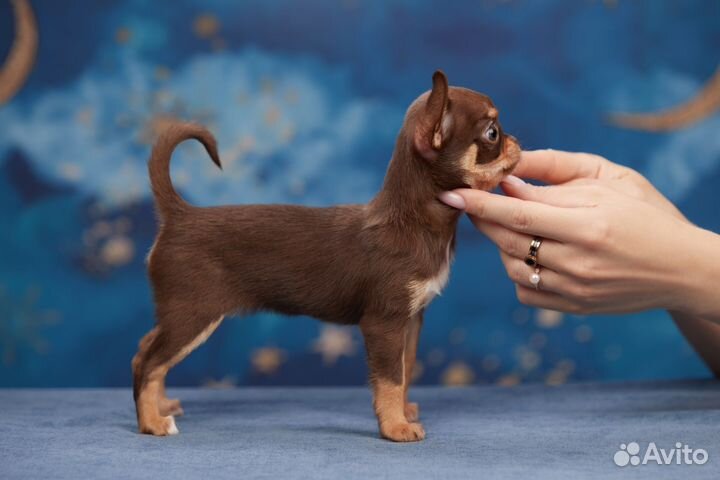 Элитные щенки чихуахуа. Позволь себе самое лучшее