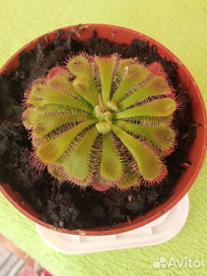 Непентес,Саррацения,Жирянка,Росянка,Хищны