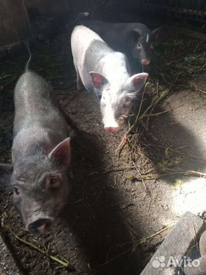 Вьетнамск вислобрюхий поросенок