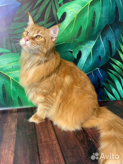 Вычес и стрижка Мейн-куна