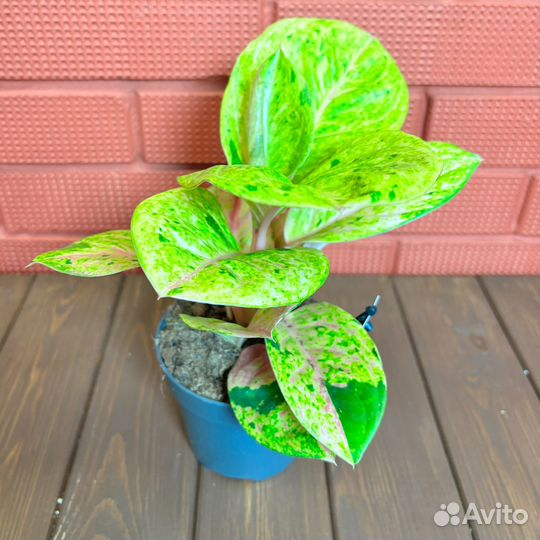 Аглаонема Эппл Фэнтази