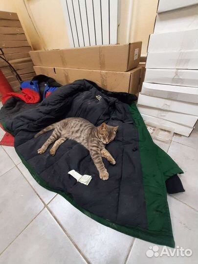 Кошечка в добрые руки 1г.8мес