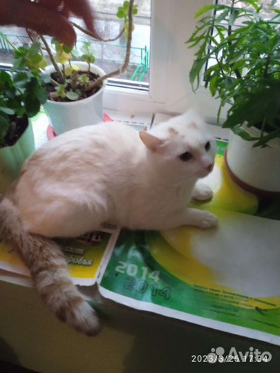 Котик ищет дом