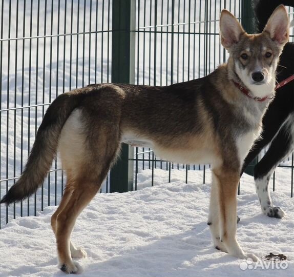 Собака 8 месяцев