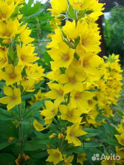 Многолетние растения