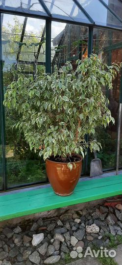 Фикус бенджамина пестролистный