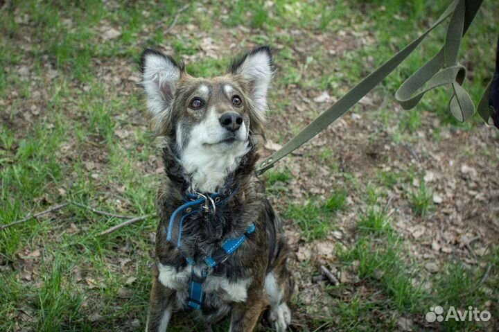 Ласковая Мотя в поисках семьи