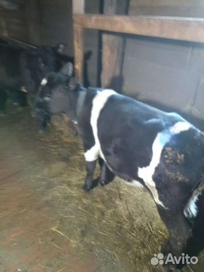 На продажу 4 телочки черной масти