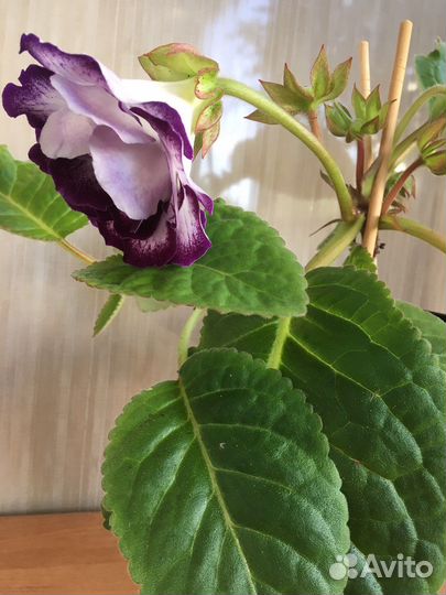 Глоксиния махровая