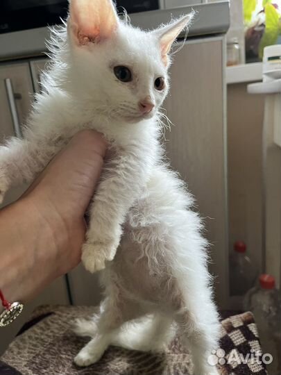 Корниш рекс