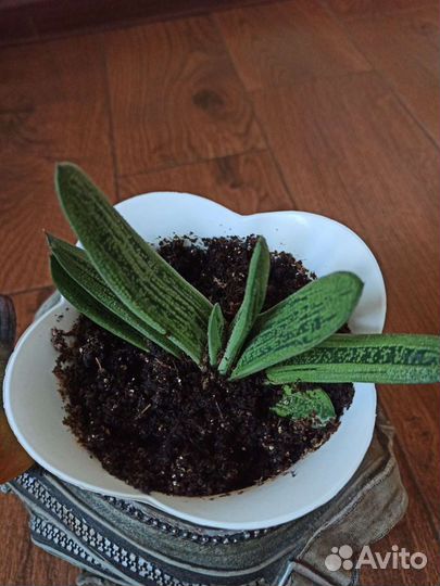 Редкие суккуленты