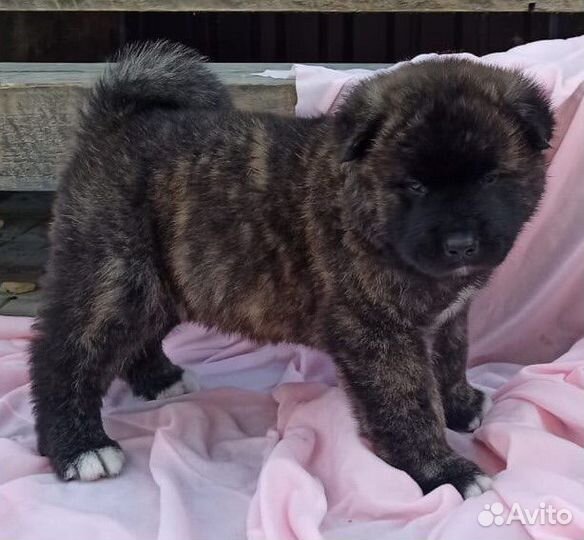 Щенки американской акиты