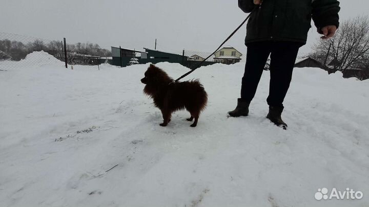 Немецкий шпиц