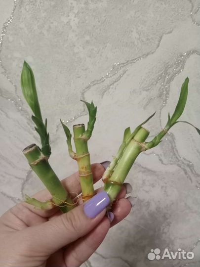 Бамбук лаки