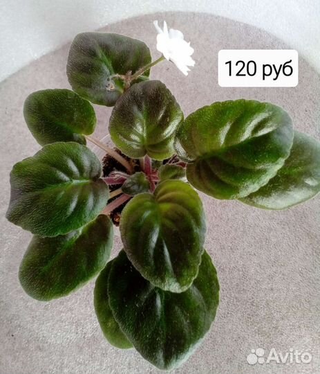 Фиалка трейлер