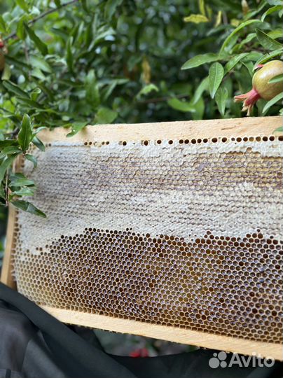 Мёд в сотах