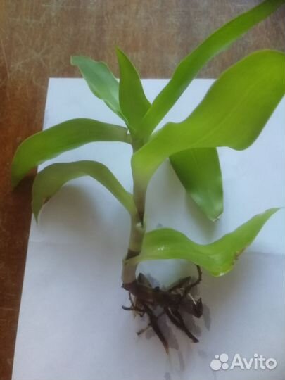 Черенок, золотой ус