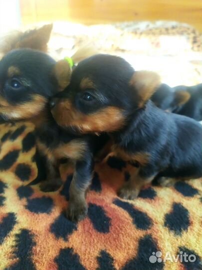 Йоркширский терьер мини