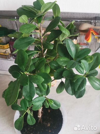 Фикус микрокарпа