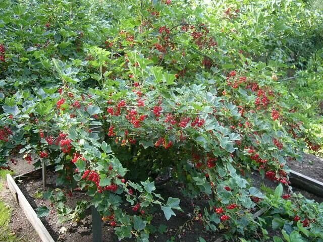 Дача 17 м² на участке 6 сот.