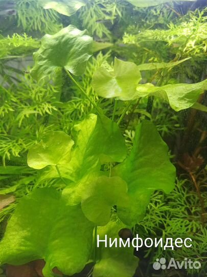 Аквариумные растения, прополка, гуппи