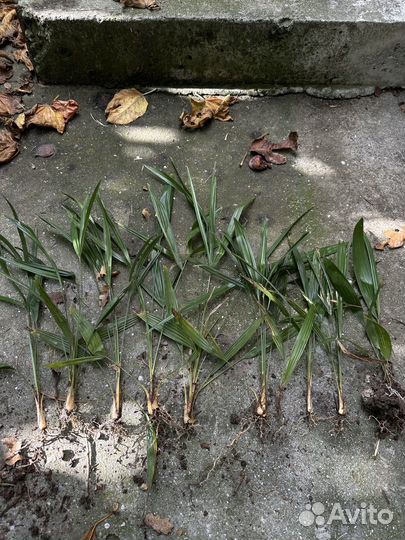 Пальма трахикарпус