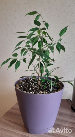 Спатифиллум, фикус, драцена. Комнатные цветы