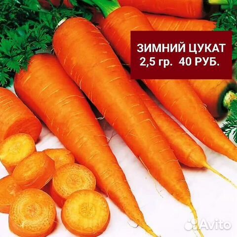 Семена Моркови