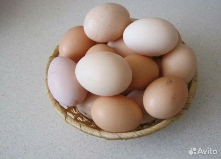 Домашние куриные, утиные и перепелиные яйца