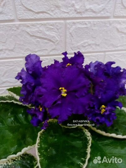 Детки сортовых фиалочек