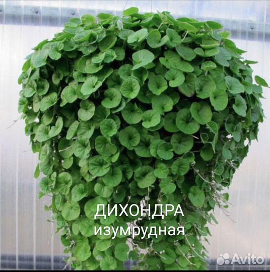 Дихондра серебристая, изумрудная