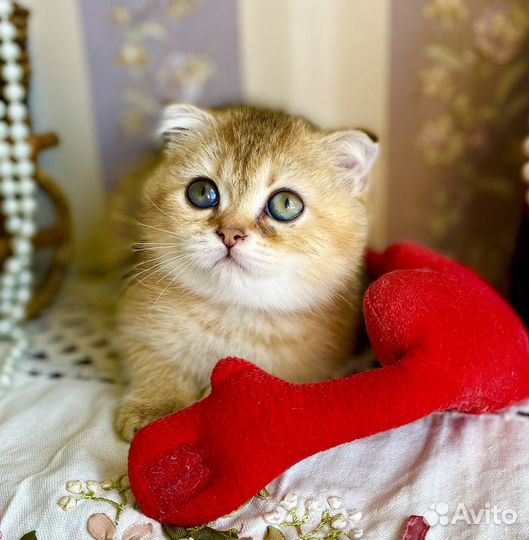 Кошечка плюшка-вислоушка)