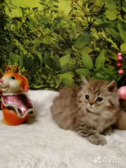 Циннамончик - британский хайлендер
