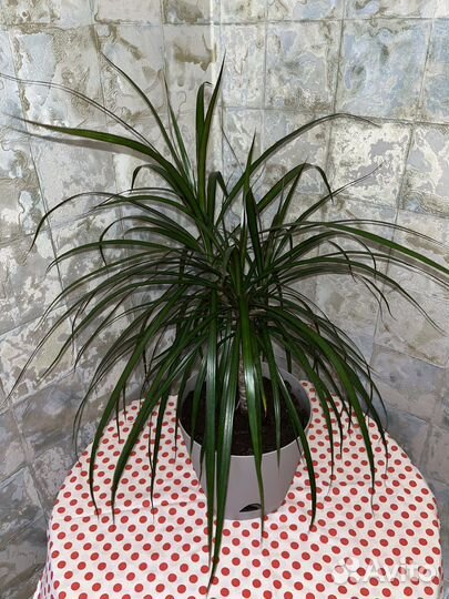 Пальма драцена