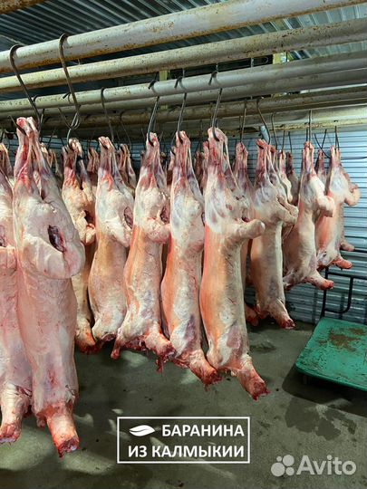 Баранина из Калмыкии (в наличии) полутуши