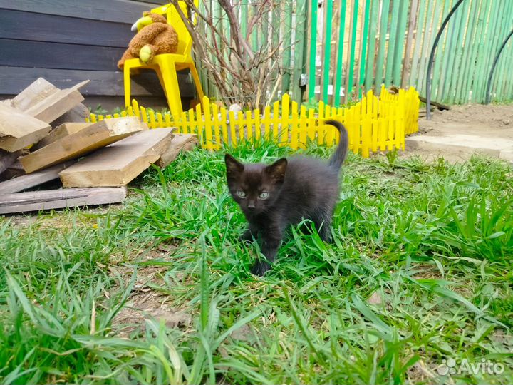 Котята