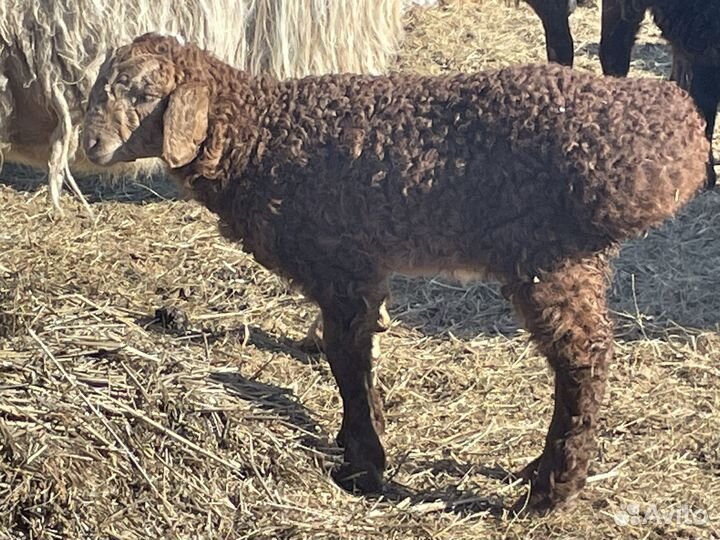 Баранчики,ярки