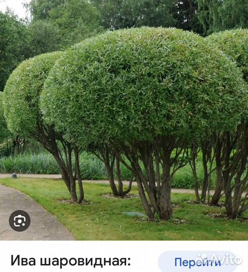 Ива хакуро нишике