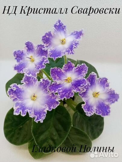 Листики фиалок