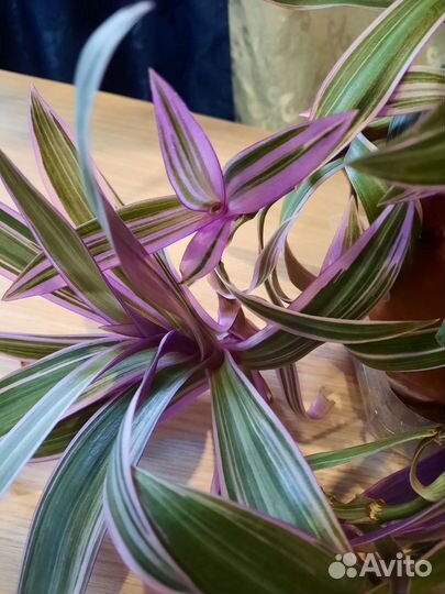 Рэо пестрое. Необычные розово-зеленые листья