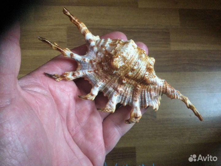 Морская раковина lambis scorpius indomaris 140,8мм