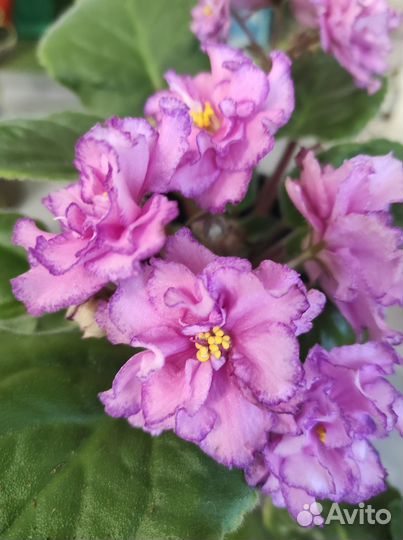 Фиалки цветущие в горшке