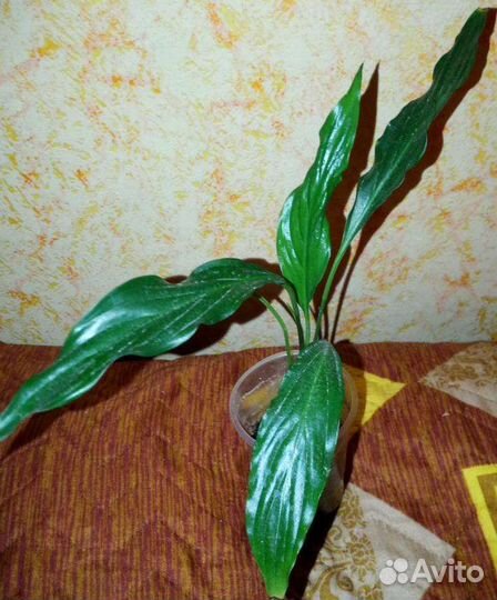 Спатифиллум